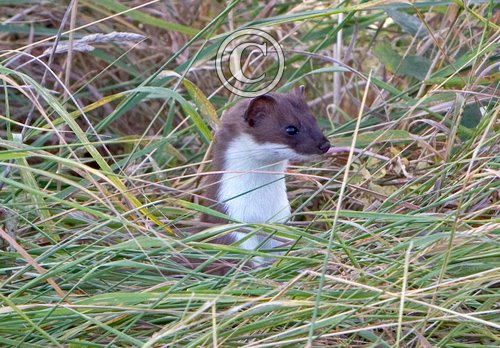 Stoat DM1447